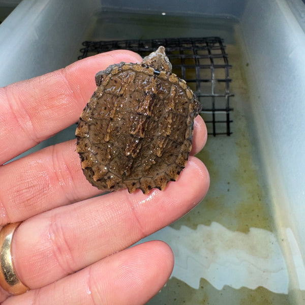 Common Snapping Turtles For Sale | American Reptile Distributors