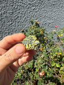 Pastel Clown Yellow Bellied Turtle 2026