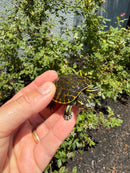 Florida Red Bellied Turtle X Peacock Slider