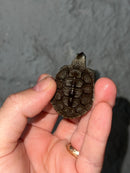 Concentric X Northern  Diamondback Terrapin 2023 Cross