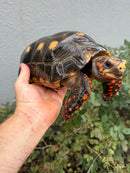 Red Foot Tortoise Adult Male