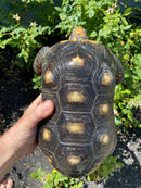 Red Foot Tortoise Adult Male