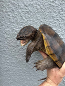 Florida Snapping Turtle Adult Female