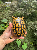 Libyan Greek Tortoise Adult Male