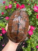 Reeves Turtles Adult Female