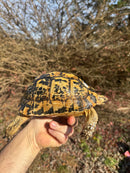 Libyan Greek Tortoise Adult Female