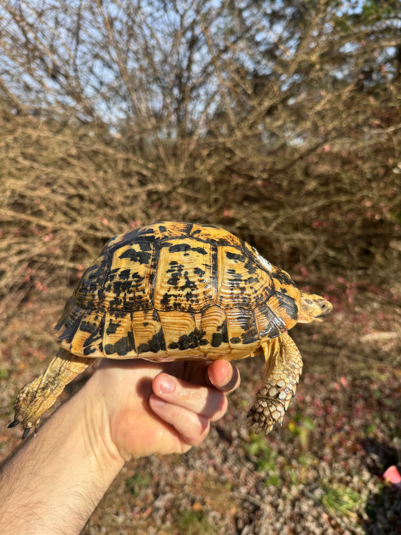Libyan Greek Tortoise Adult Female