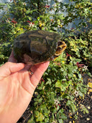 Scorpion Mud Turtle Adult Pair
