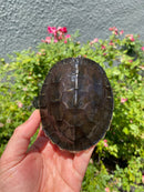 Painted River Terrapin Juveniles (4-5 inch) (Batagur borneoensis)