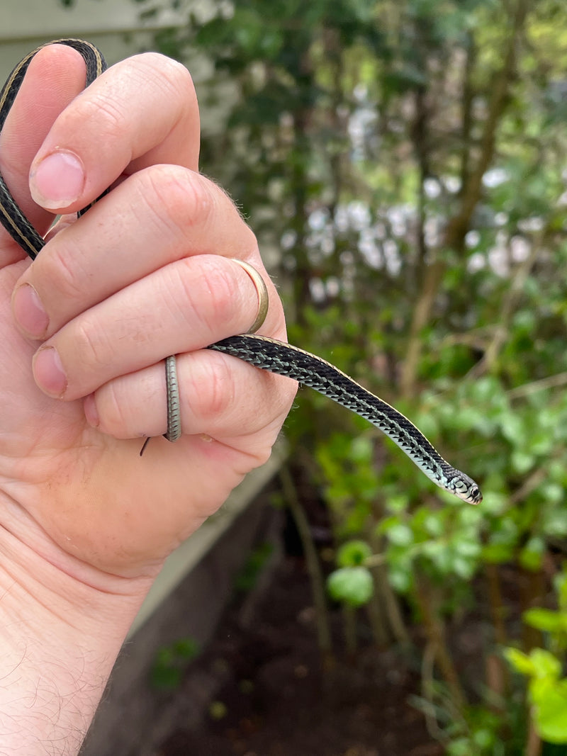 Florida Blue Garter Snake Juvenile Female