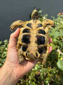 Eastern Hermann's Tortoise Adult Male