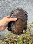 Burmese Black Mountain Tortoise Female