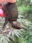 Stripe-necked Musk Turtle Adult Trio