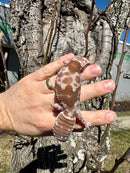 White Out Oreo Zulu African Fat Tailed Gecko Adult Female