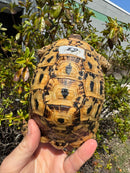 Libyan Greek Tortoise Adult Male