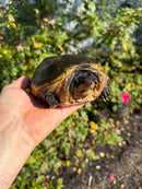 Pacific Giant Musk Turtle Adult Female