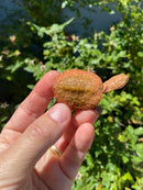 Hypo Peach Geoffroy's Sideneck Turtle