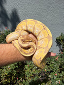 Banana Ball Python Mixed Morph Female