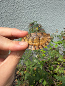 Hypo Stripe-necked Musk Turtle SUB Adult Female