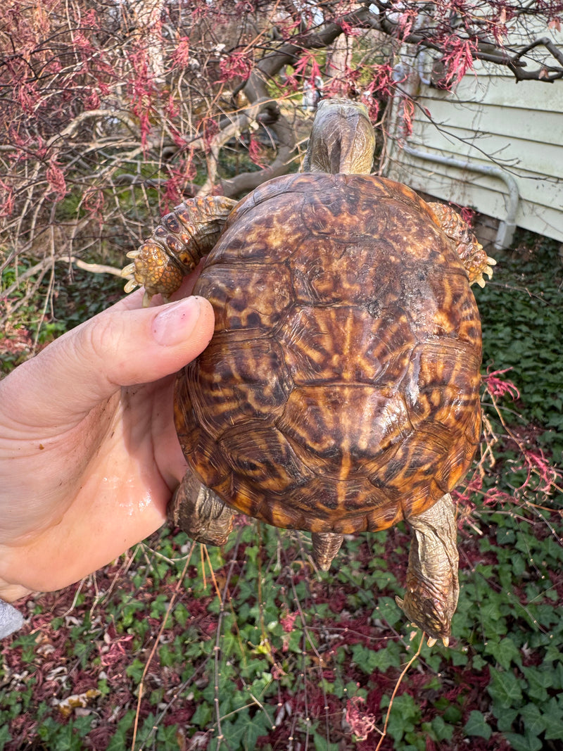 Desert Box Turtle Adult Male CB