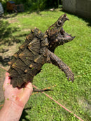 Alligator Snapping Turtle Sub Adult Female