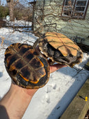 Mississippi Female Map Turtle Adult X Mississippi Diamondback Terrapin Adult Male BREEDING PROJECT