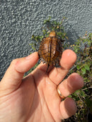 Northern Keeled Box Turtle Baby