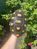 Red Foot Tortoise Adult Female