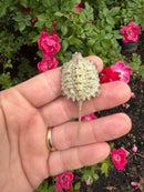 Albino Florida Snapping Turtle 2026