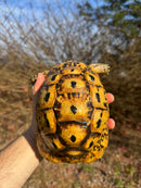 Libyan Greek Tortoise Adult Female