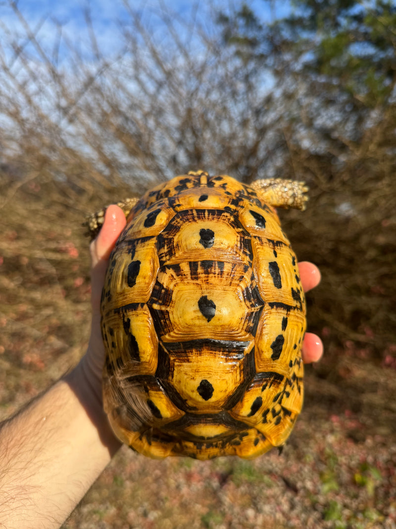 Libyan Greek Tortoise Adult Female