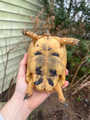 Jordanian Golden Greek Tortoise Female