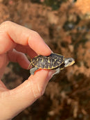 HI YELLOW Florida Box Turtle Baby