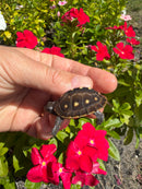 Hi Color Yellow Baby Eastern Box Turtle