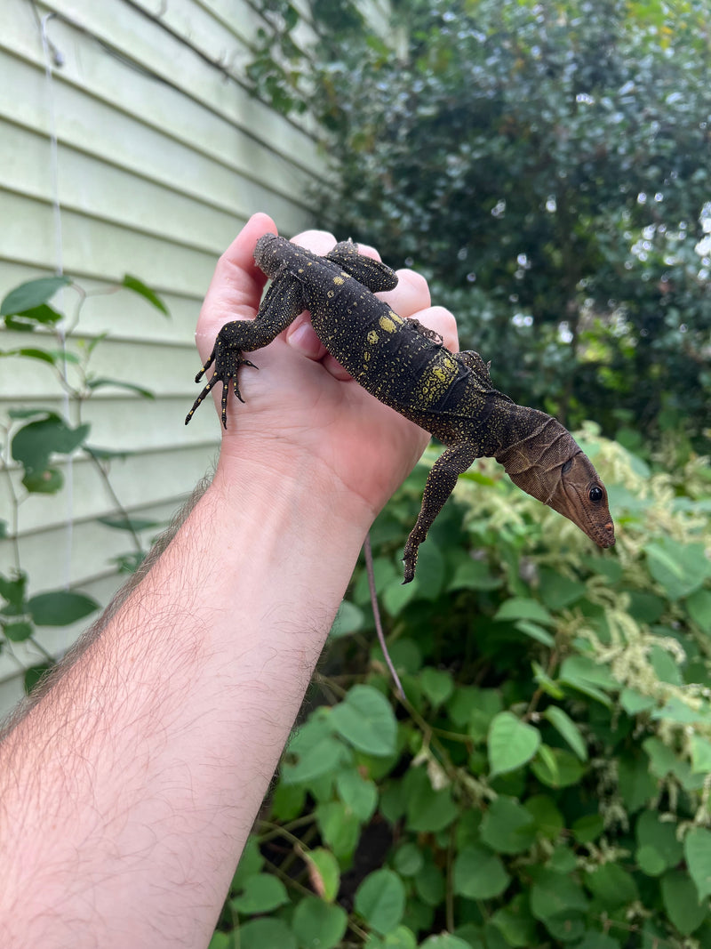 Spiny-neck Monitor