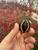 Hi Orange Vietnamese Black Breasted Leaf Turtle Baby 2025
