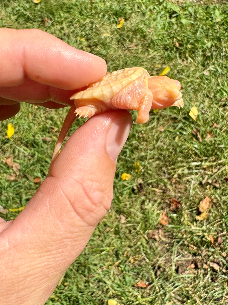 Baby Albino Common Snapping Turtle (One Eyed) (Chelydra serpentina)