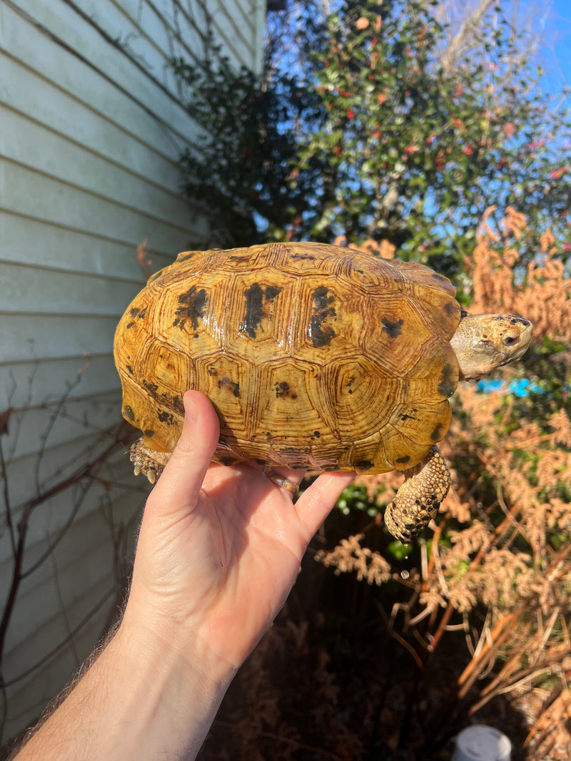 Forstens Tortoise Adult  Male 10 (Indotestudo forstenii)