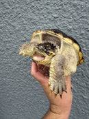 Hypomelanistic Common Snapping Turtle 2024