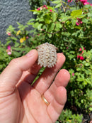 Albino Florida Snapping Turtle 2026