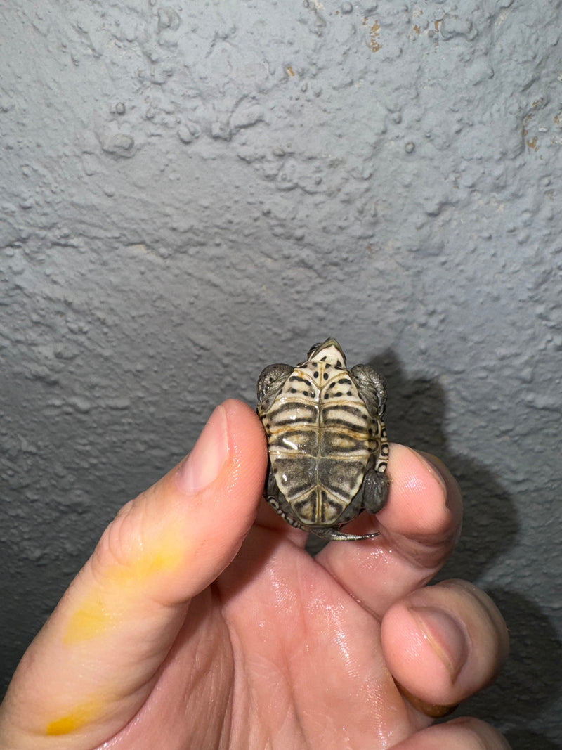 Hi White Concentric Diamondback Terrapin 2024