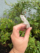 Hypo Zero Bearded Dragon
