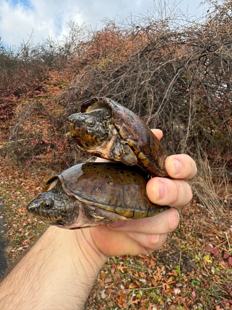 Stripe-necked Musk Turtle Adult Pair