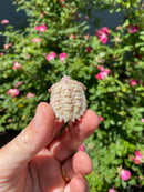 Albino Florida Snapping Turtle 2026