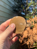 Nile Softshell Baby USA CB