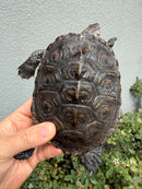 Concentric Diamondback Terrapin Adult Female