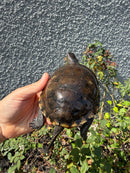 Franco-Italian Pond Turtle Adult Female