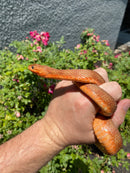 Red Salt Marsh Water Snake Adult Female