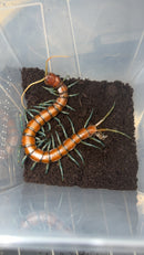 Mint Leg Centipede Adults (Scolopendra subspinipes 'Mint Legs')