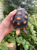 Colombian Clownface Redfoot Tortoise 2021